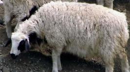 В Хакасии до конца года запрещен ввоз овец из Тувы - бруцеллез
