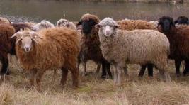 Субсидии на покупку овец в Хакасии могут пересмотреть