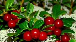 В Хакасии собирателей лесных ягод будут штрафовать