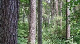В Хакасии не только выращивают новые леса, но и активно помогают их естественному возобновлению
