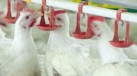 Первая очередь Фыркальской птицефабрики будет запущена в начале 2010 года 