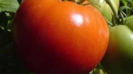 В Минусинске к Дню помидора вырос супертомат