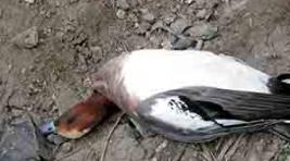 Массовая гибель птиц – режим ЧС в Минусинском районе