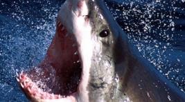 Большая белая акула напала на человека у побережья Калифорнии