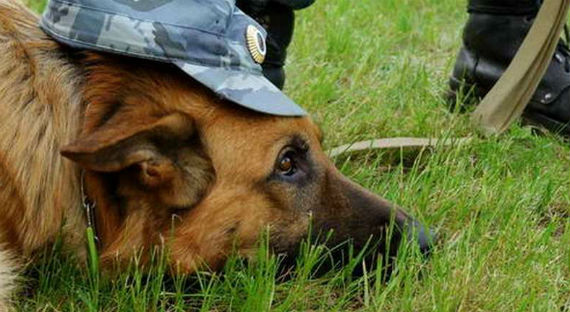 В Саяногорске служебная собака помогла найти драчуна