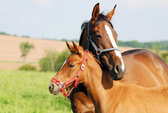Тувинских лошадей везли в Хакасию с нарушениями