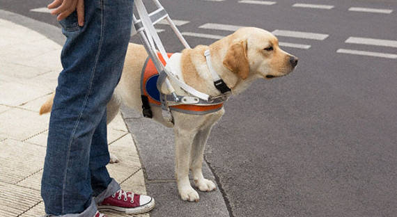 Правительство компенсирует слепым затраты на собак-поводырей