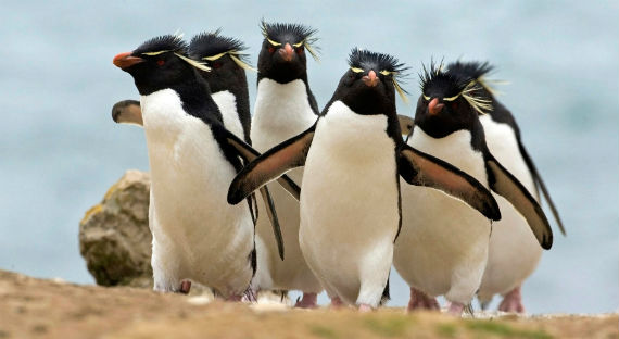В Берлине пингвинов-геев выселили из зоопарка