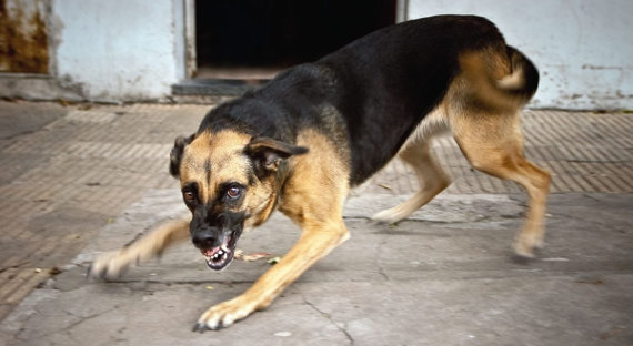 В Магадане стая собак напала на шестилетнюю девочку