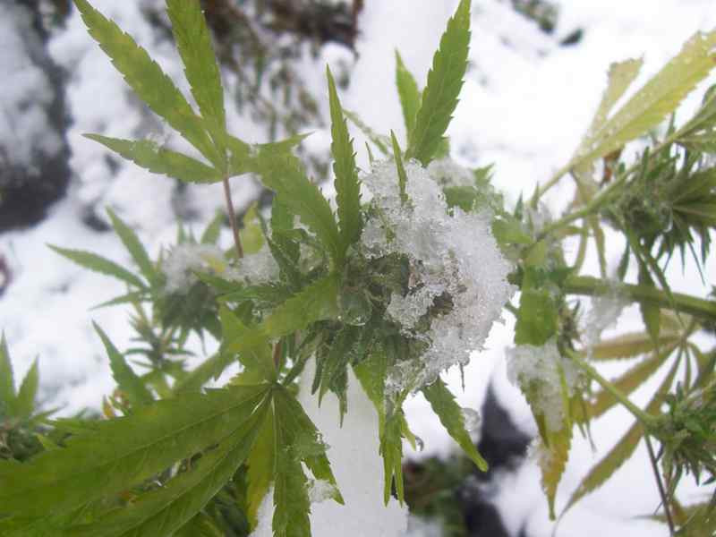 Снег на конопле стоимость марихуаны в амстердаме
