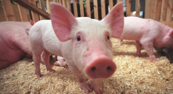 Под Воронежем уничтожат 34 тысячи свиней из-за вспышки АЧС