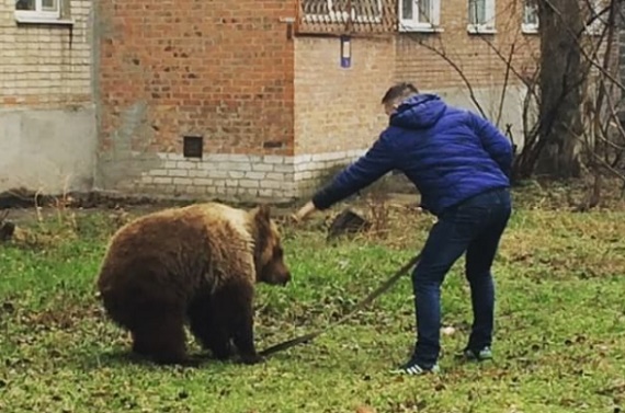 Полиция Таганрога разыскивает мужчину, гулявшего с медведем (ВИДЕО)
