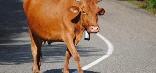 В Хакасии автомобиль врезался в стадо коров
