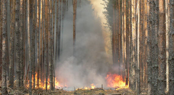 В России за сутки потушили 35 лесных пожаров