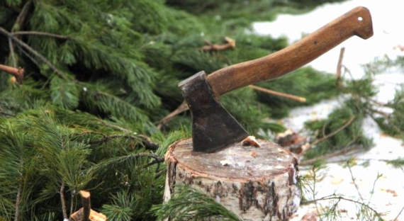 Два «елочных браконьера» вырубили в Хакасии 302 ели