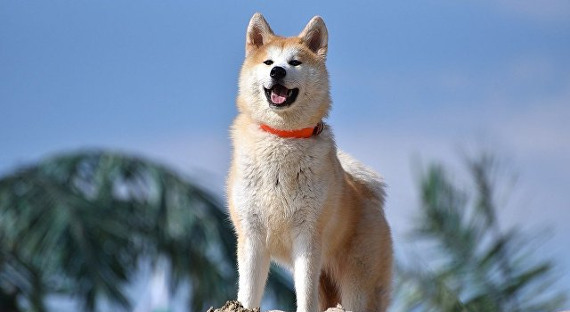 В Японии представили щенка, предназначенного для Загитовой