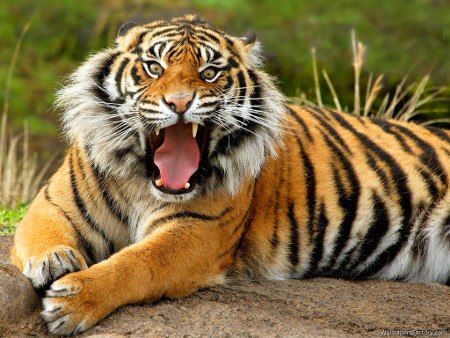 Буря помогла тиграм сбежать из зоопарка