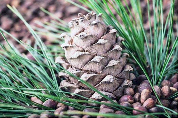 В Хакасии отлавливают незаконных заготовителей кедрового ореха