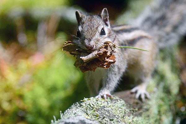 Приметы весны: бурундуки выходят из спячки