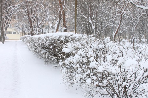 Погода в Хакасии 26-27 декабря: предновогоднее тепло…