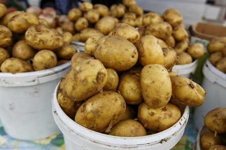 Хакасия может начинать готовиться к резкому подорожанию картофеля