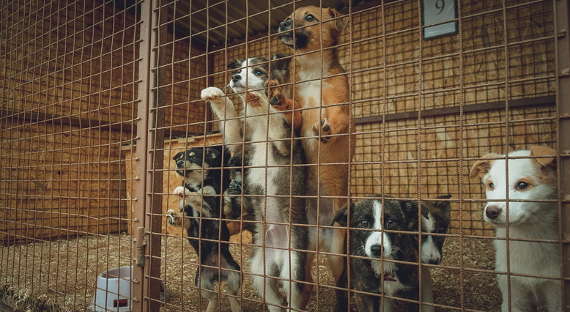 В Якутске нашли контейнер с сотнями трупов собак и кошек