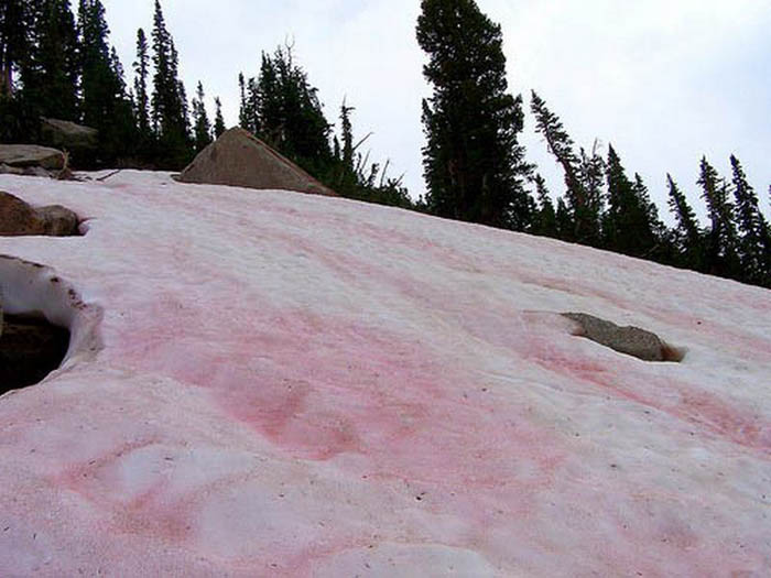 В горах Хакасии обнаружили красный снег