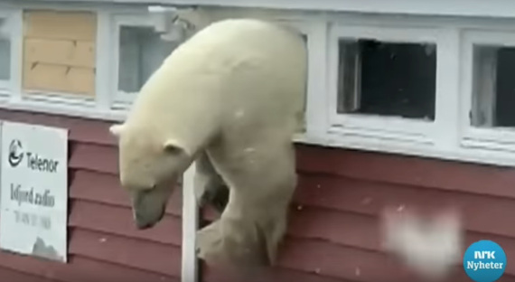 Кто-то слишком много ест: объевшийся медведь застрял в окне (ВИДЕО)