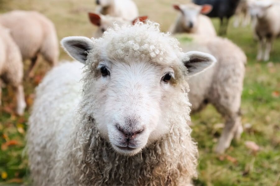 Правительство Хакасии надеется влить свежую кровь в овцеводство