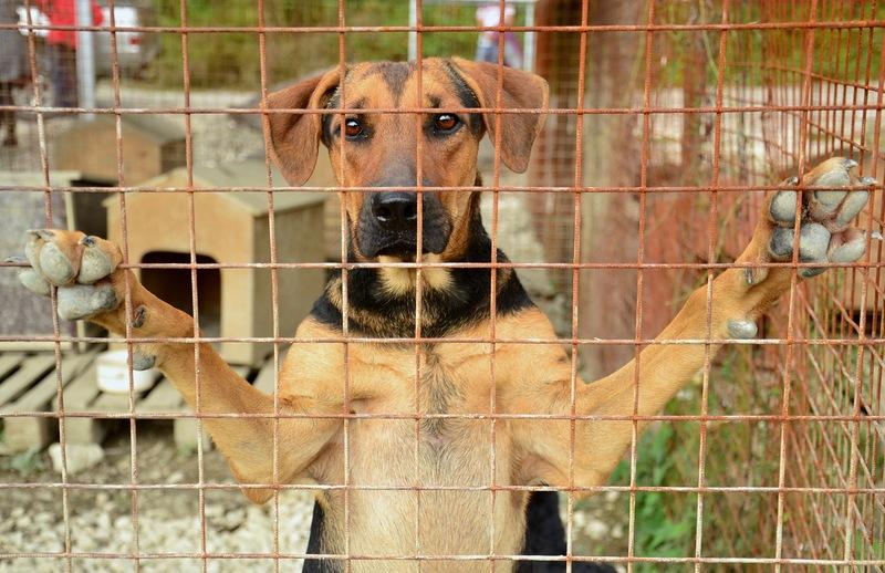 Фонд «Вольное Дело» открывает четыре новых приюта для собак