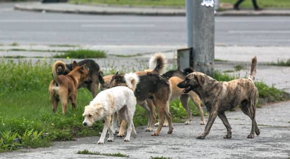 Саяногорскую администрацию наказали за агрессивного пса
