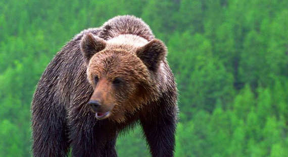 В Якутии медведь растерзал геолога компании «Алроса»