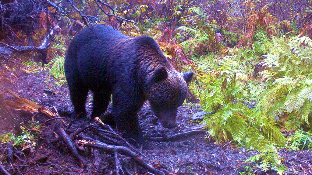 В Сибири медведи ступили на тропу охоты (ФОТО)