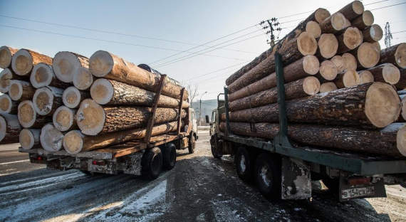 В Иркутске выявили масштабную контрабанду леса