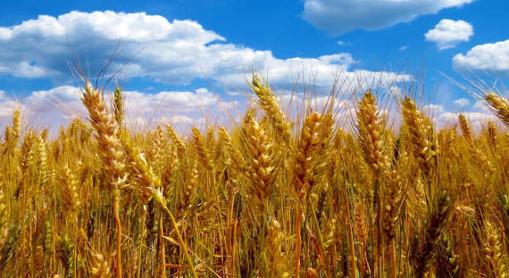 В России предложили создать «зерновой ОПЕК»