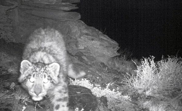 Ещё три котёнка ирбиса родились в Саяно-Шушенском заповеднике