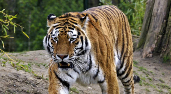 В Хабаровском крае застрелили тигра-убийцу