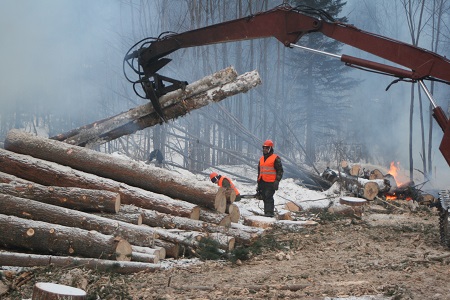 С 1 января все сделки с древесиной в Хакасии перейдут под контроль государства