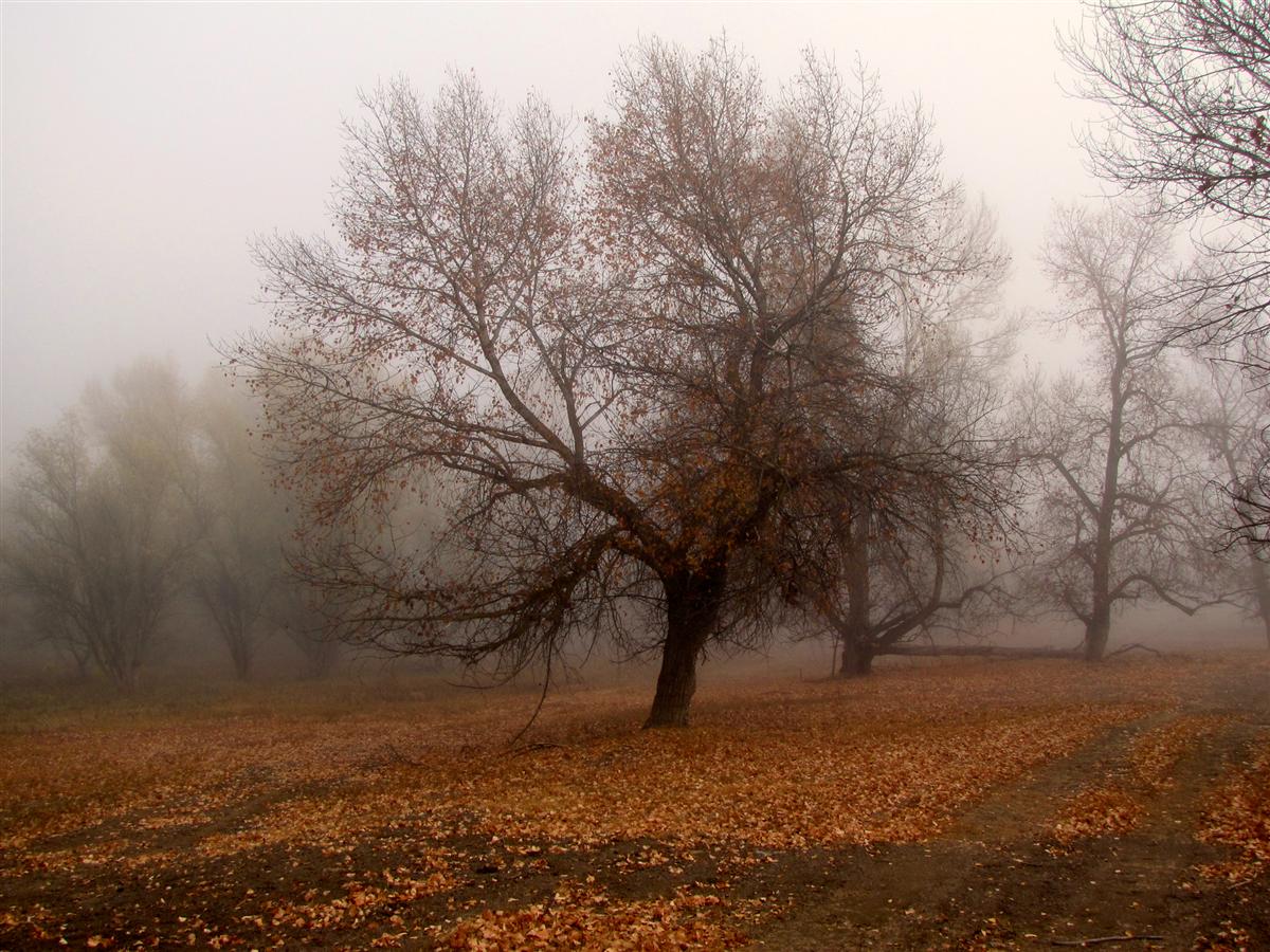Погода в Хакасии 4 октября: туман превратится в туманище!