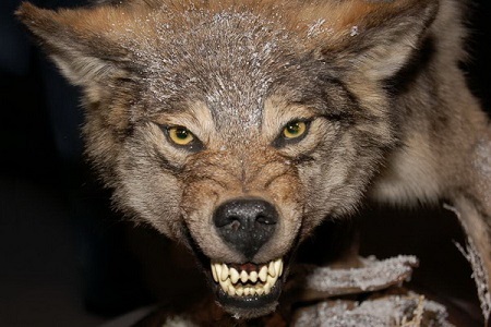 В Норильске введут карантин из-за бешеного «волка», кусавшего горожан
