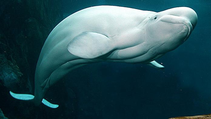 Белый кит заблудился и заплыл в лондонскую Темзу