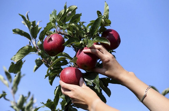 Погода в Хакасии 8 августа: пора яблоки собирать!