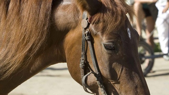 В Хакасии «Газель» сбила лошадь