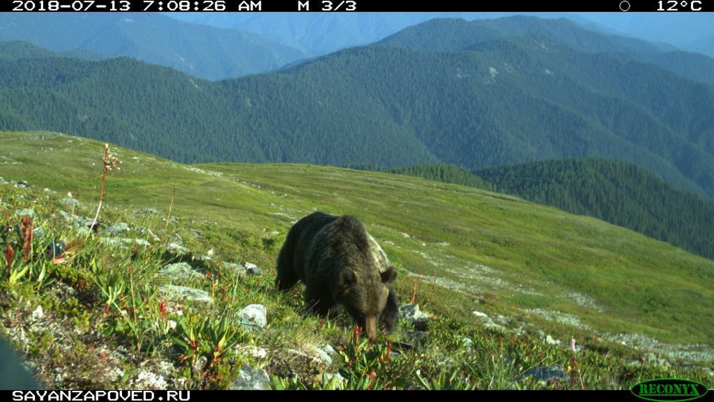 Сибирские медведи в тайге гоняются за маралами