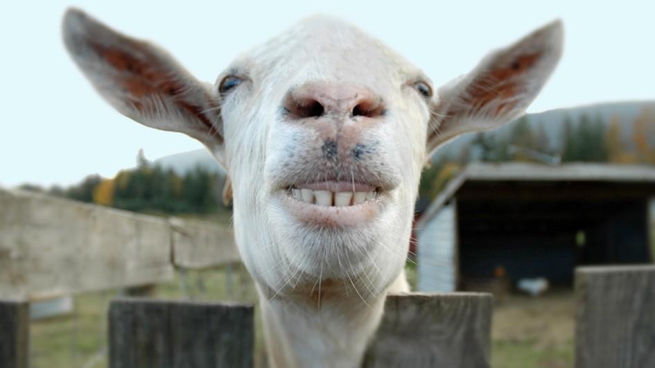 Жительница Хакасии осталась без денег из-за собственной козы