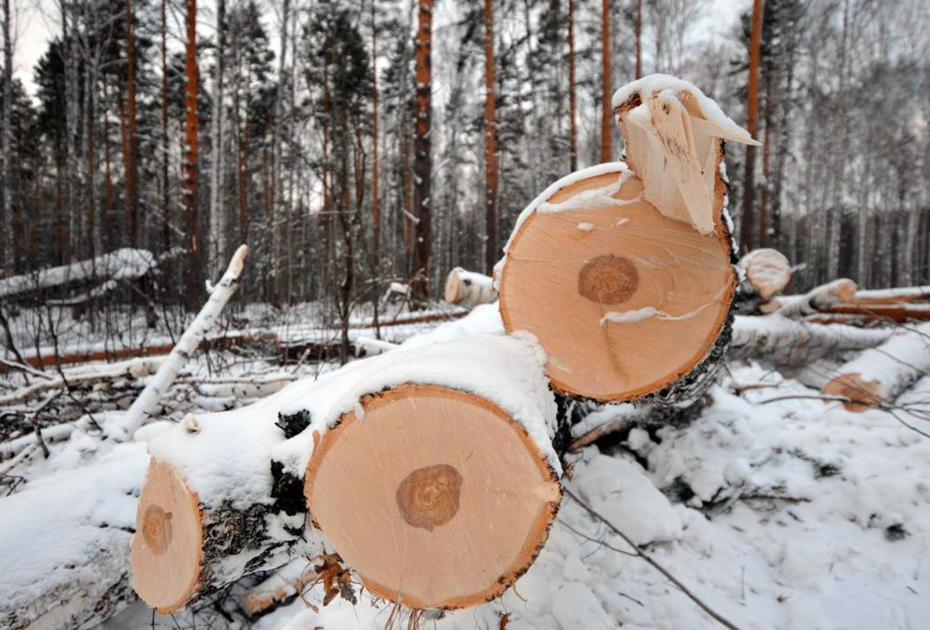 В Красноярском крае незаконно рубили лес на миллионы рублей