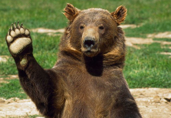В Хабаровском крае ЧС: нашествие медведей