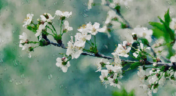 Погода в Хакасии 20 мая: Почти летний дождь