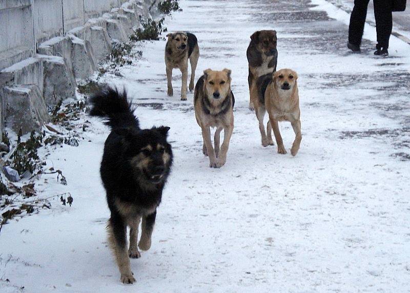 Черногорским властям придется что-то делать с бродячими собаками