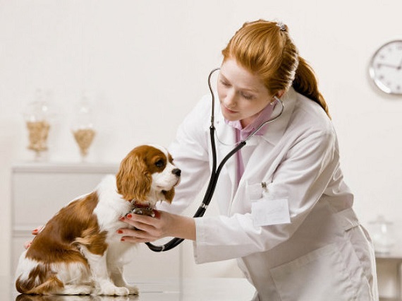 Ученые из Хакасии разработали новый способ лечения собак